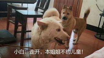 国产农村土狗视频,国产农村土狗的温馨日常