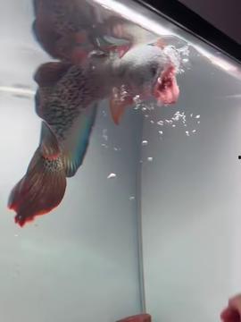 国产巴卡雷龙鱼视频