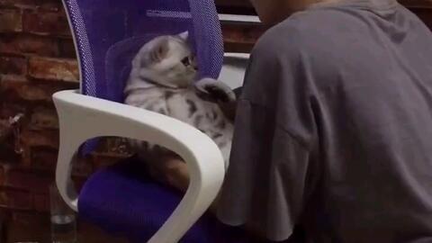 国产调教猫奴视频,萌宠日常，趣味横生的猫咪养成记