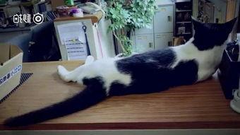 日本网友看国产游戏视频