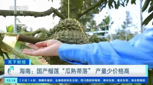 国产嫁接榴莲视频大全