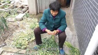 国产山东老太视频,展现民间风情与生活智慧